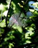 Spiderweb